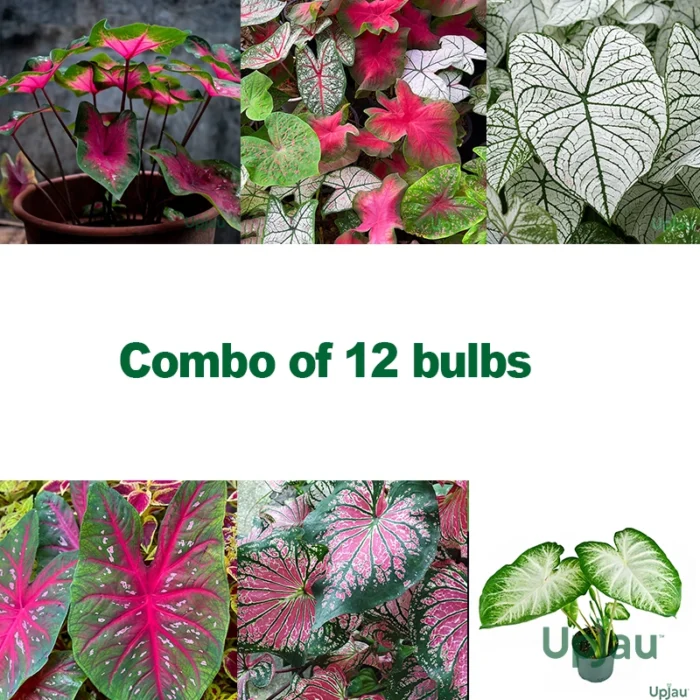 Caladium bulbs