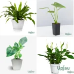 Exotic Plant 2 - Combo of 4
