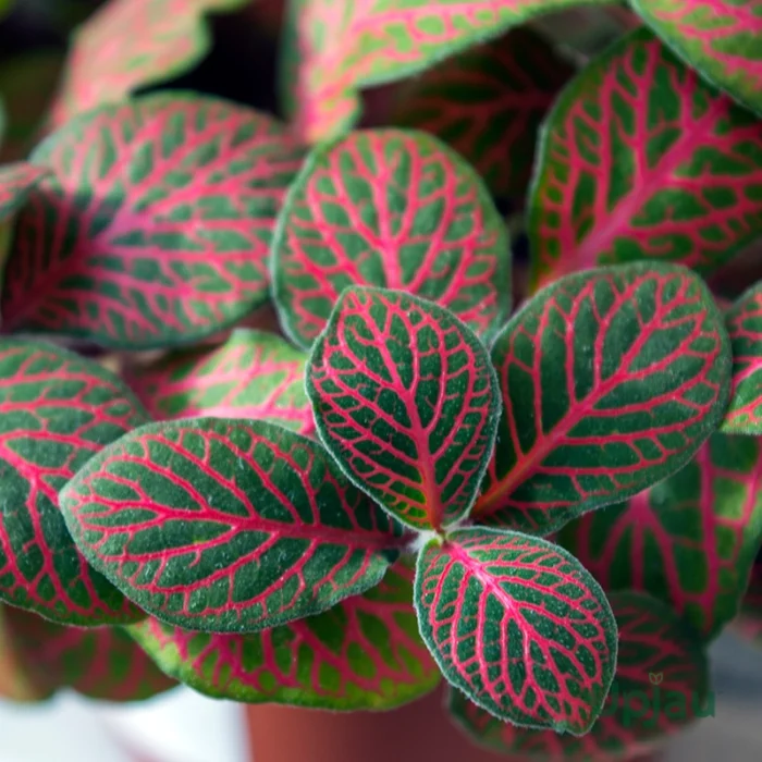 Fittonia Plant