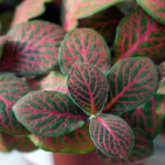 Fittonia Nerve Plant Sapling (Any color)