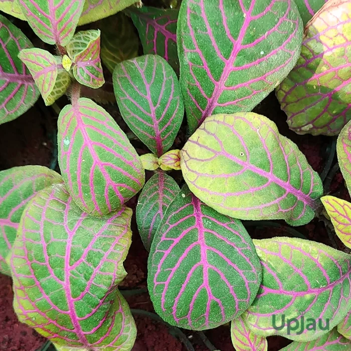 Fittonia Sapling (Any color) - Image 2