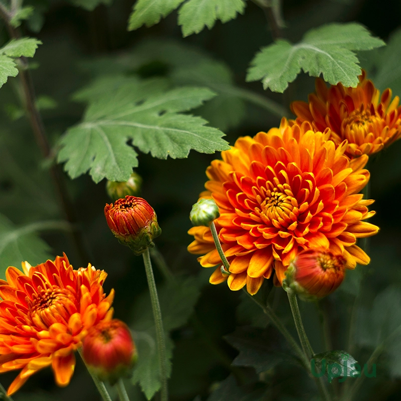 orange-multiflora-chrysanthemum-guldaudi-shevanti-flower-plant-sapling