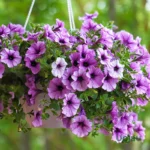 Petunia Flowering Plant Sapling (Any color)
