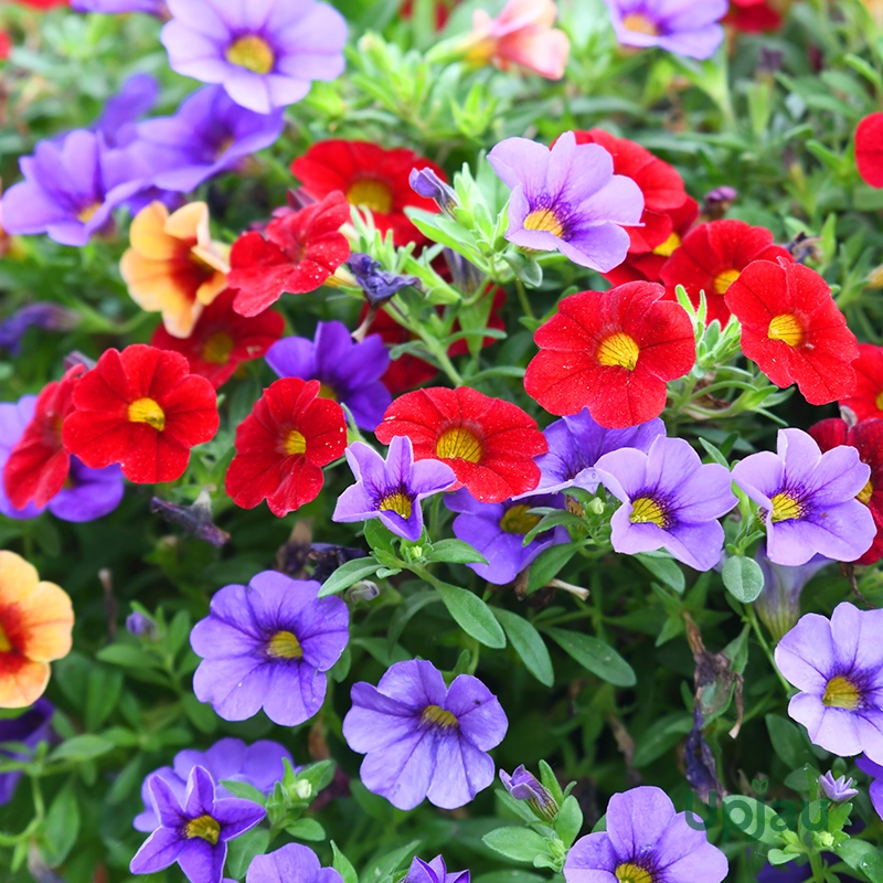 petunia-flowering-plant-online