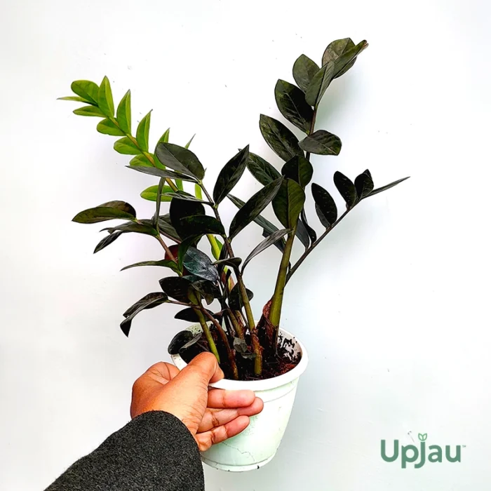 Black ZZ Plant (Zamioculcas zamiifolia)