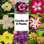 Adenium Obesum Desert Rose Plant Varieties