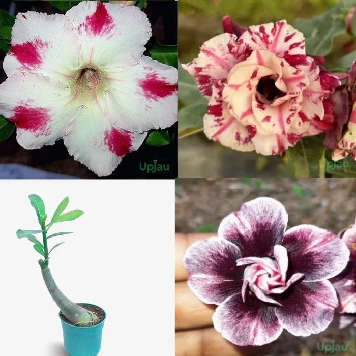 Adenium Varieties