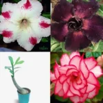 Adenium Mix Combo of 3 Plants