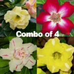 adenium obesum desert rose plant