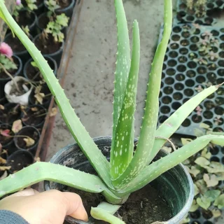Aloe