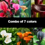 Calla Lily Bulb Imported Combo of 7