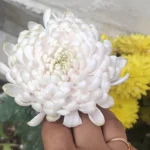 Decorative Chrysanthemum (Guldaudi / Guldavari) Sapling (Choose Color) - Aurelio White (Superb White)