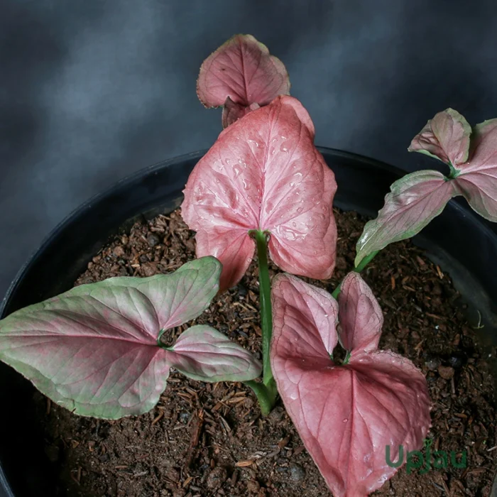 Syngonium Pink Allusion Sapling - Image 2