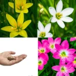 Rain Lily Zephyranthes Combo of 30 Bulbs