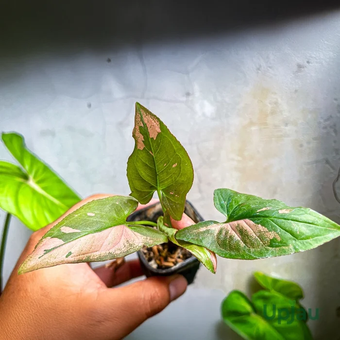 Syngonium Pink Splash (Sapling) - Image 2