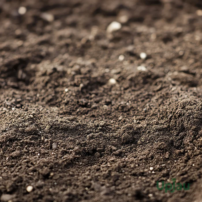 Adenium Soil Mix - Image 2