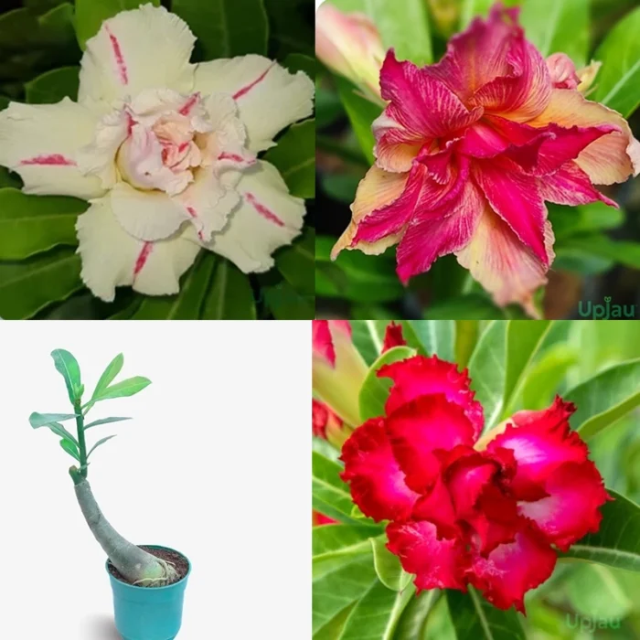 Adenium Pearl Combo of 3 Plants