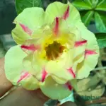 Adenium Sonam Grafted (Double Petal Yellow & Red)