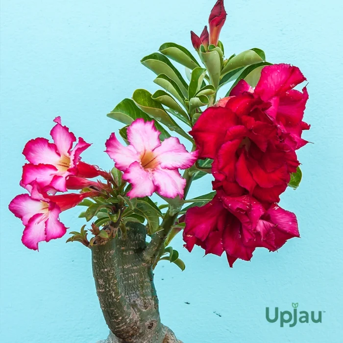 Adenium Multi Grafted Flower Plant (2 Different Colour)