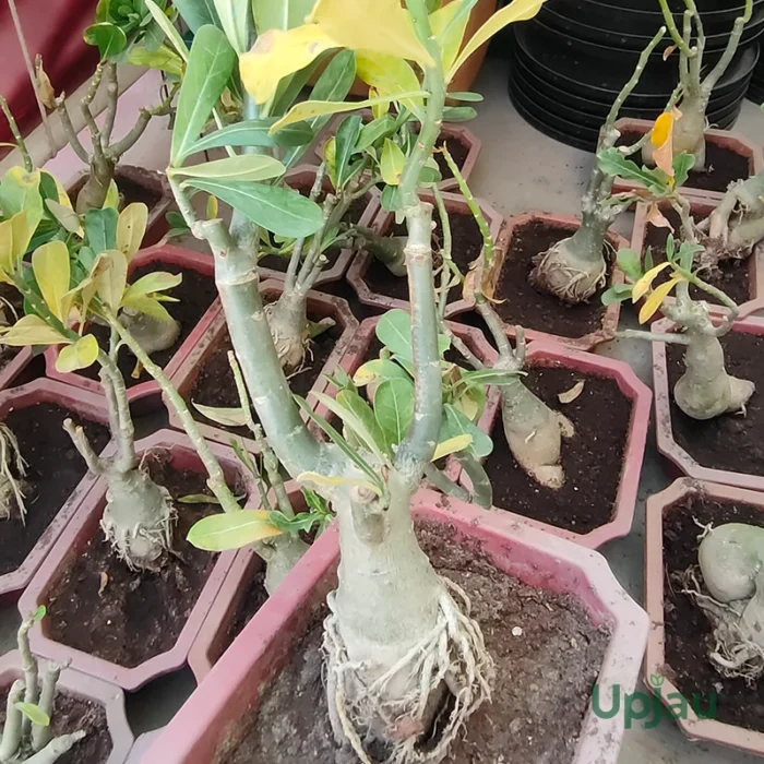 Adenium Multi Grafted Flower Plant (2 Different Colour) - Image 2