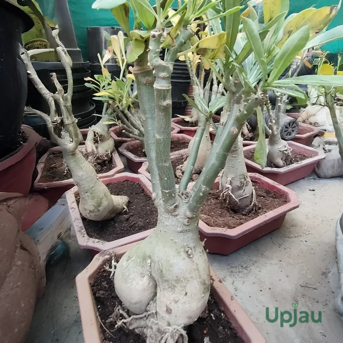 Adenium Multi Grafted Flower Plant (4 Different Colour) - Image 2