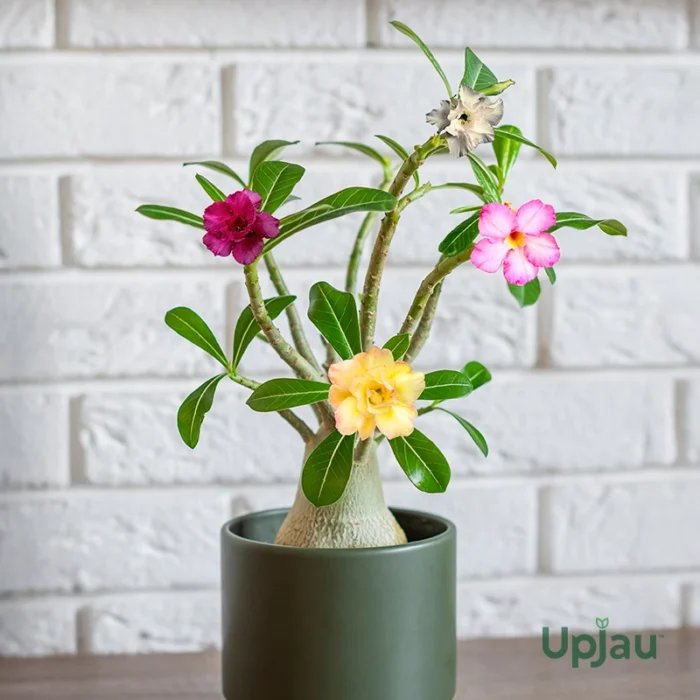 Adenium Multi Grafted Flower Plant (4 Different Colour)