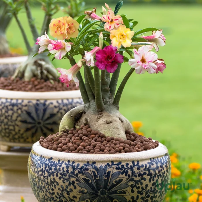 Adenium Multi Grafted Flower Plant (6 Different Colour)