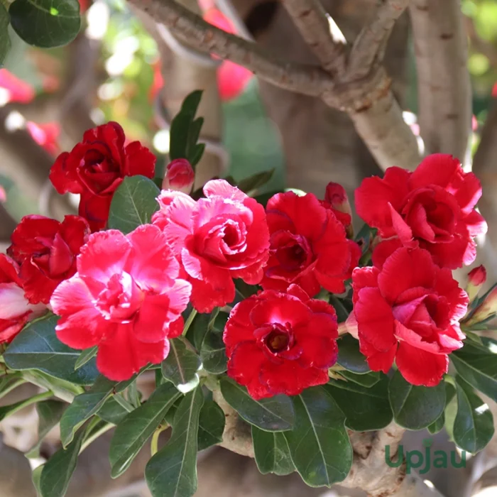 Adenium Samantha (Triple Petal Rose Red)