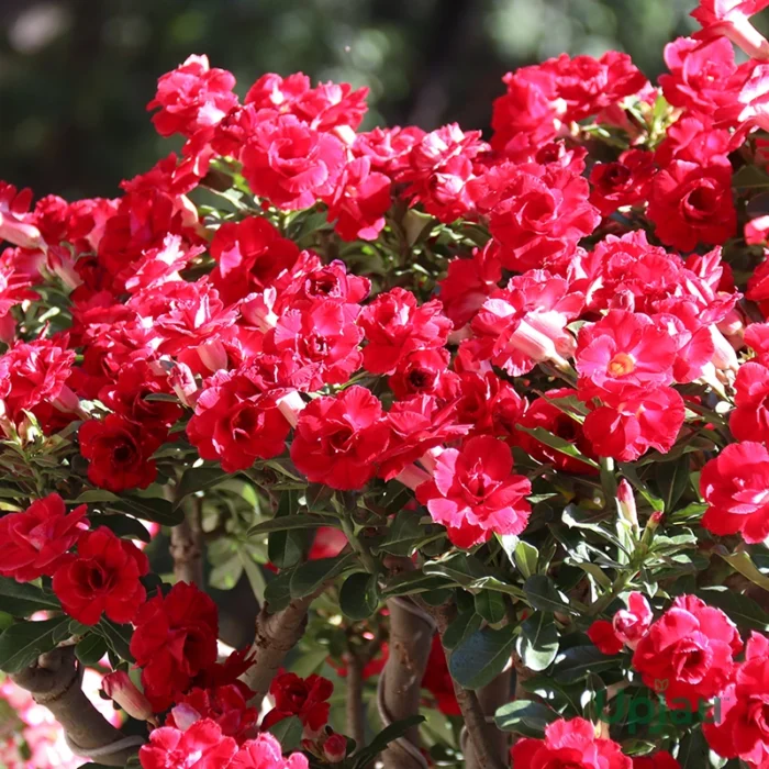 Adenium Samantha (Triple Petal Rose Red) - Image 4