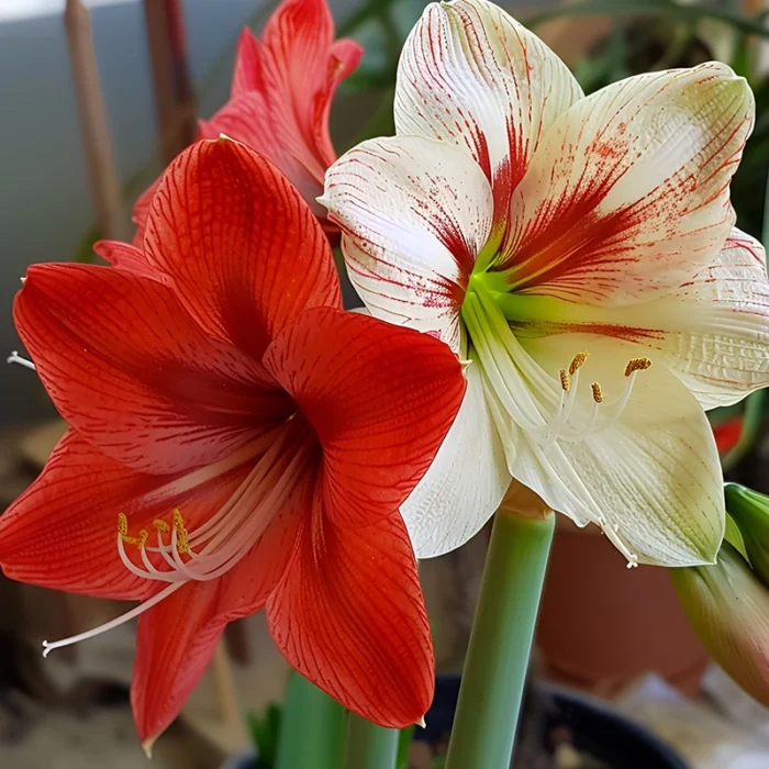 Amaryllis Lily Single Petal Mix Colour Bulbs (Combo of 5)