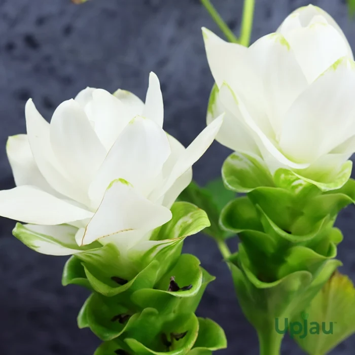 White Curcuma Bulbs