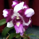 Orchid Dendrobium King Dragon