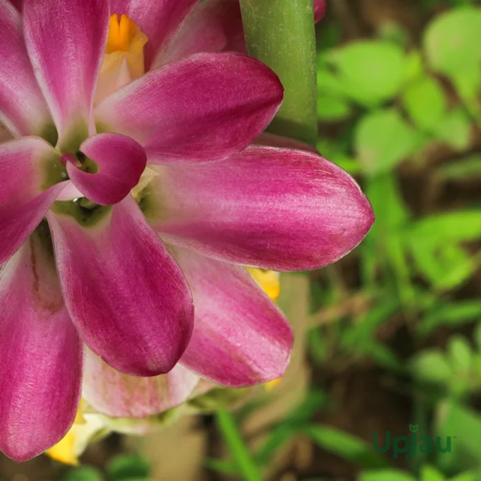 Double Bio Color Curcuma Bulbs (Rare Variety) - Image 2