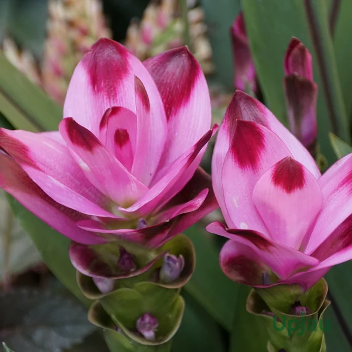 Double Bio Color Curcuma Bulbs (Rare Variety)