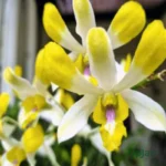 Orchid Dendrobium Banana Royal