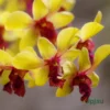 Orchid dendrobium king of monkey