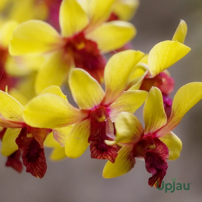 Orchid Dendrobium King of Monkey Yellow