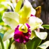 Orchid Dendrobium Nopporn Star Bright