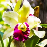 Orchid Dendrobium Nopporn Star Bright