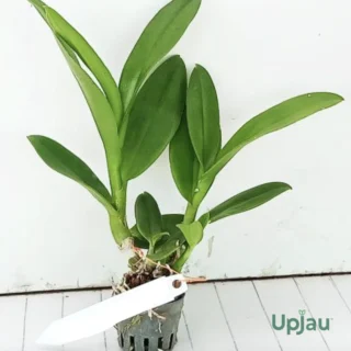 Den_Plant2_Sap