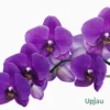 Orchid Dendrobium Sakda Blue