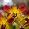 Orchid dendrobium thongchai gold