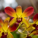Orchid Dendrobium Thongchai Gold Shaded