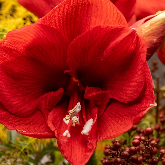 Amaryllis Lily Dutch Mix Colour Bulb - Image 3