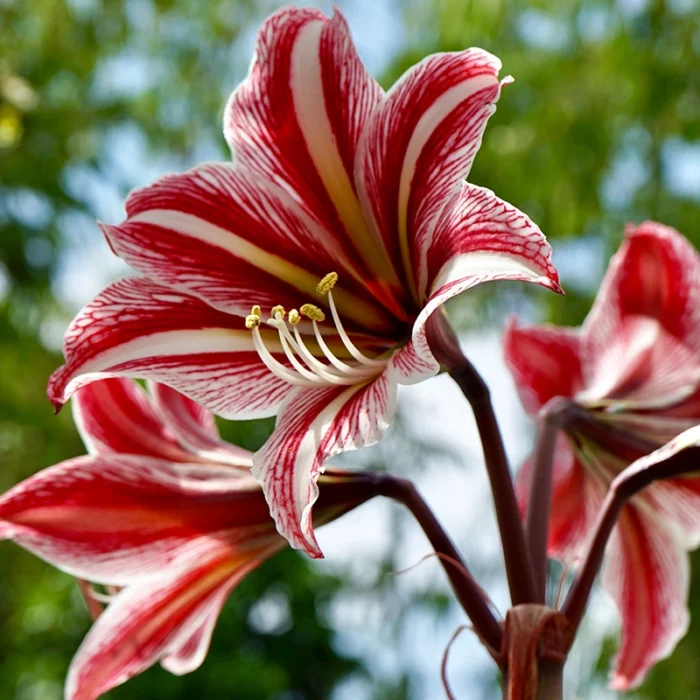 Amaryllis Lily Dutch Mix Colour Bulb - Image 4