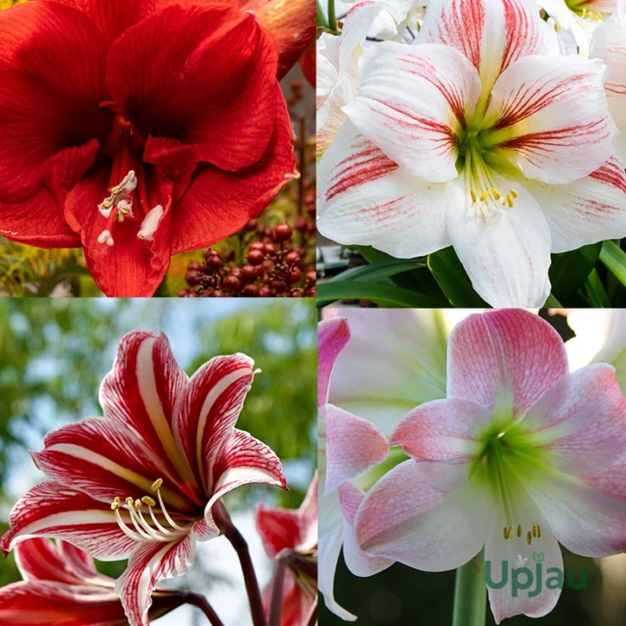 Amaryllis Lily Dutch Mix Colour Bulb - Image 6