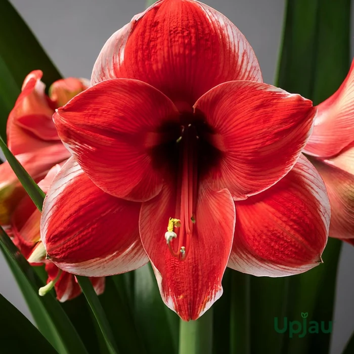 Amaryllis Lily Dutch Mix Colour Bulb