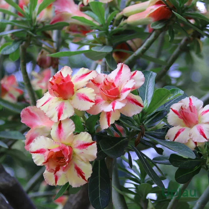 Adenium Shilpa Grafted (Double Petal Soft Yellow & Pink)