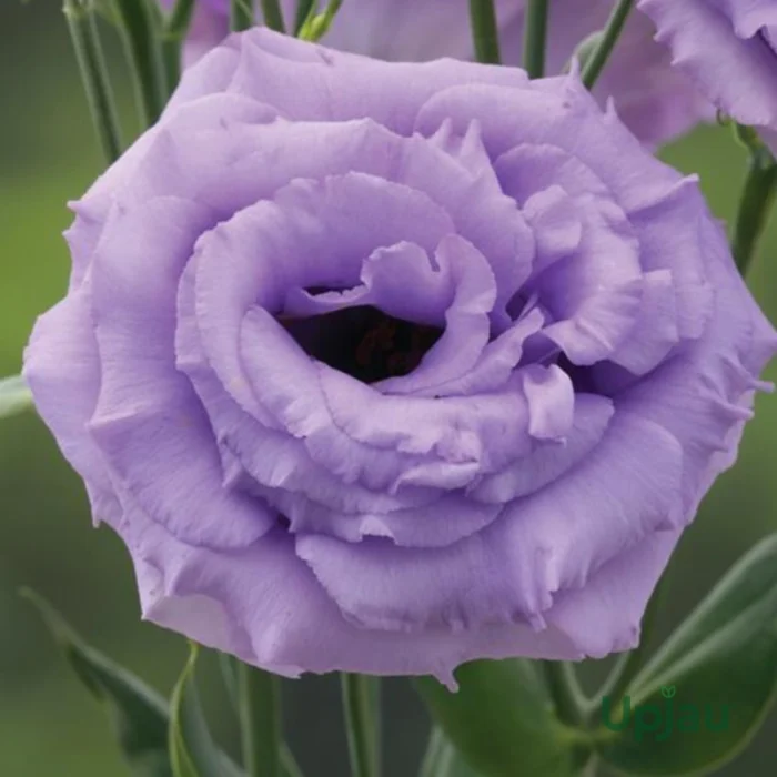 Lisianthus/Eustoma Plant Sapling Any color (1pcs) - Image 9