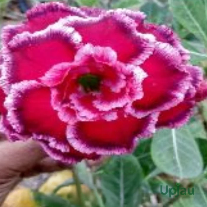 Adenium Mahima(Double Petal)